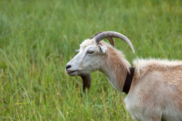 Green meadow and portrait of goat