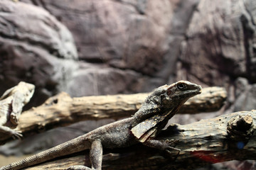 Frill-necked lizard on a tree