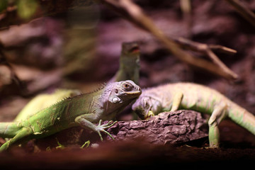 Lizards eat vegetables