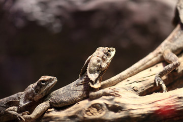 Two frill-necked lizard