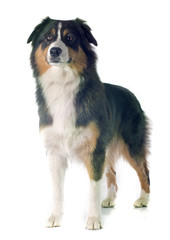 australian shepherd