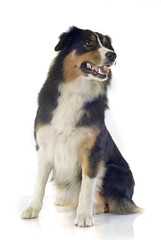 australian shepherd