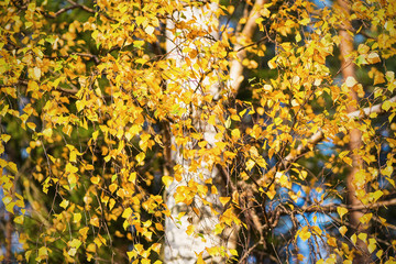 Birch leaves during autumn