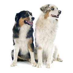 australian shepherds