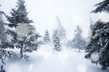 Christmas background with snowy fir trees