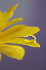 Water drop on yellow flower on dark background