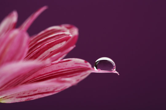 Fototapeta Water drop on purple flower on dark background