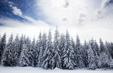 Christmas background with snowy fir trees