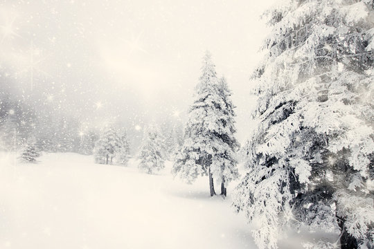 Christmas background with snowy fir trees