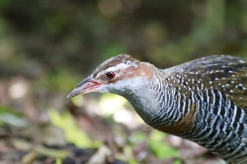 Buff banded rail / Gallirallus philippensis