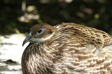 Female Himalayan Monal / Lophophorus impejanus
