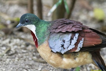 Mindanao Bleeding Heart dove / Gallicolumba crinigera