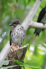 spot-breasted laughingthrush (Garrulax merulinus)