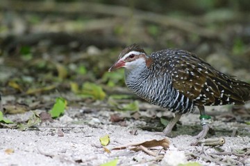 Chinese bamboo partridge