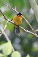 Ruby-throated bulbul / Pycnonotus dispar