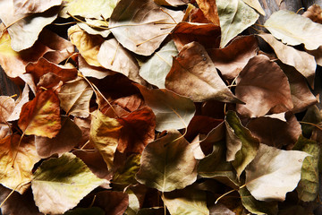 Background made of dry autumn leaves