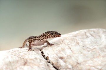 Gecko lizard on rocks