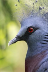 Victoria Crowned Pigeon / Goura victoria