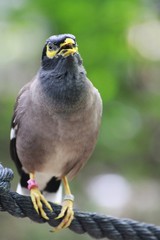 Common Mynah / Acridotheres tristis - singing