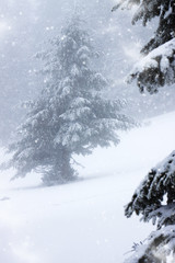 Christmas background with snowy fir trees