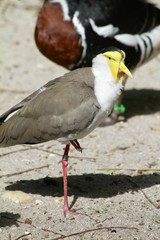Masked lapwing (Vanellus miles)