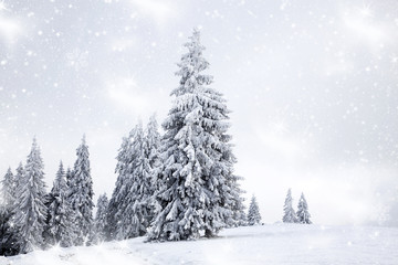 Christmas background with snowy fir trees
