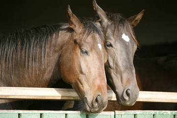 Two  thoroughbred horses looking over stable door