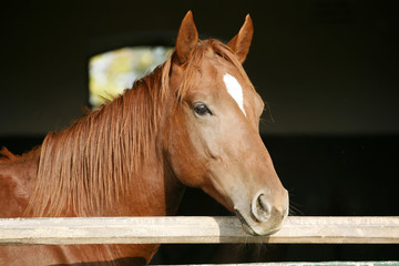 Obraz premium Purebred horse looking over stable door