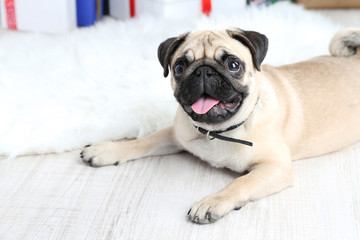 Obraz premium Funny, cute and playful pug dog on white carpet
