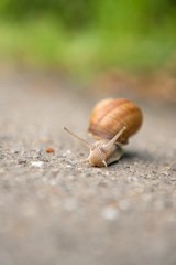 Snail on the road