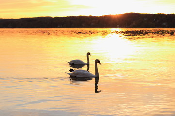 Couple swans floats on lake at sunset