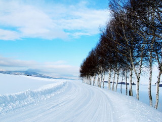 冬の白樺並木はパッチワークの丘