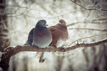 Pigeons sitting on tree branch snuggling to each other in winter