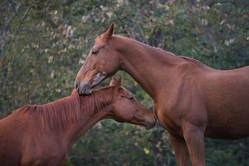 Cavalli innamorati 10