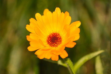 Ringelblume
