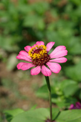 Obraz premium light pink zinnia