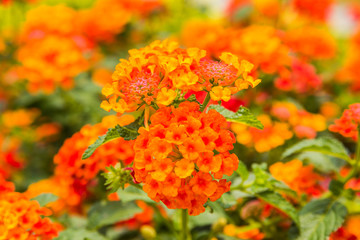 Beautiful Colorful Hedge Flower, Weeping Lantana