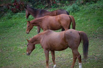 Cavalli Amici