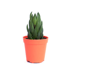 Garden: Cactus - Stock Image