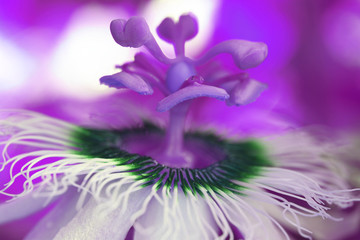 macro detailed of a passion fruit flower