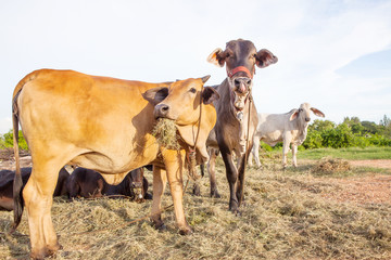 domestic cattle in rural farm field