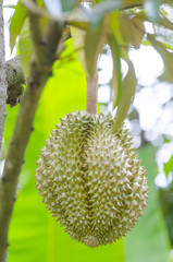 Thai fruit, Durian