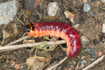 Goat moth larva, Cossus cossus