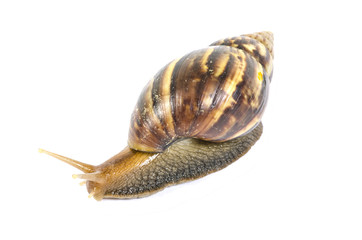 Garden snail isolated on white background.
