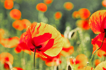 Meadow with beautiful bright red poppy flowers in spring