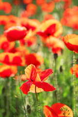 Fototapeta premium Meadow with beautiful bright red poppy flowers in spring