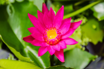 purple lotus or purple water lily in pond.