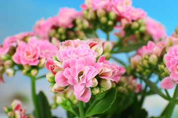 Naklejka na ściany i meble Beautiful pink flowers, close-up