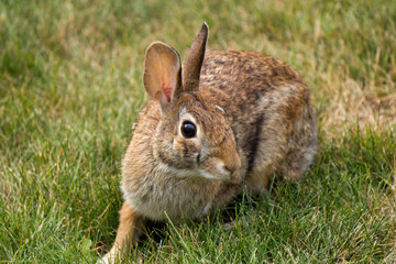 Rabbit in the yard