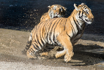 Fototapeta na wymiar Два тигра бегают - парк тигров в Харбине